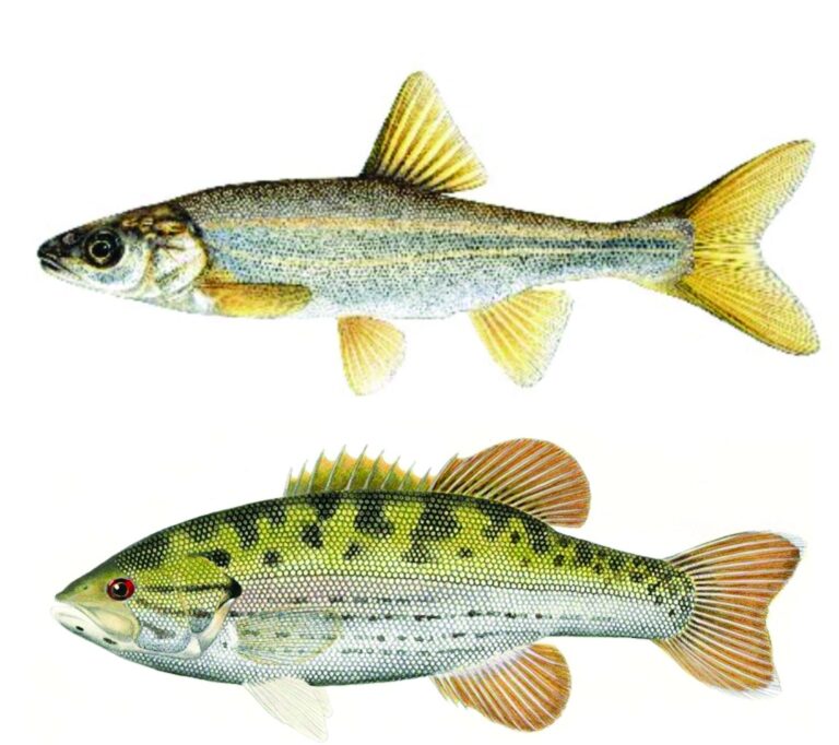 Native Red Shiner Fish and the introduced Largemouth Bass.