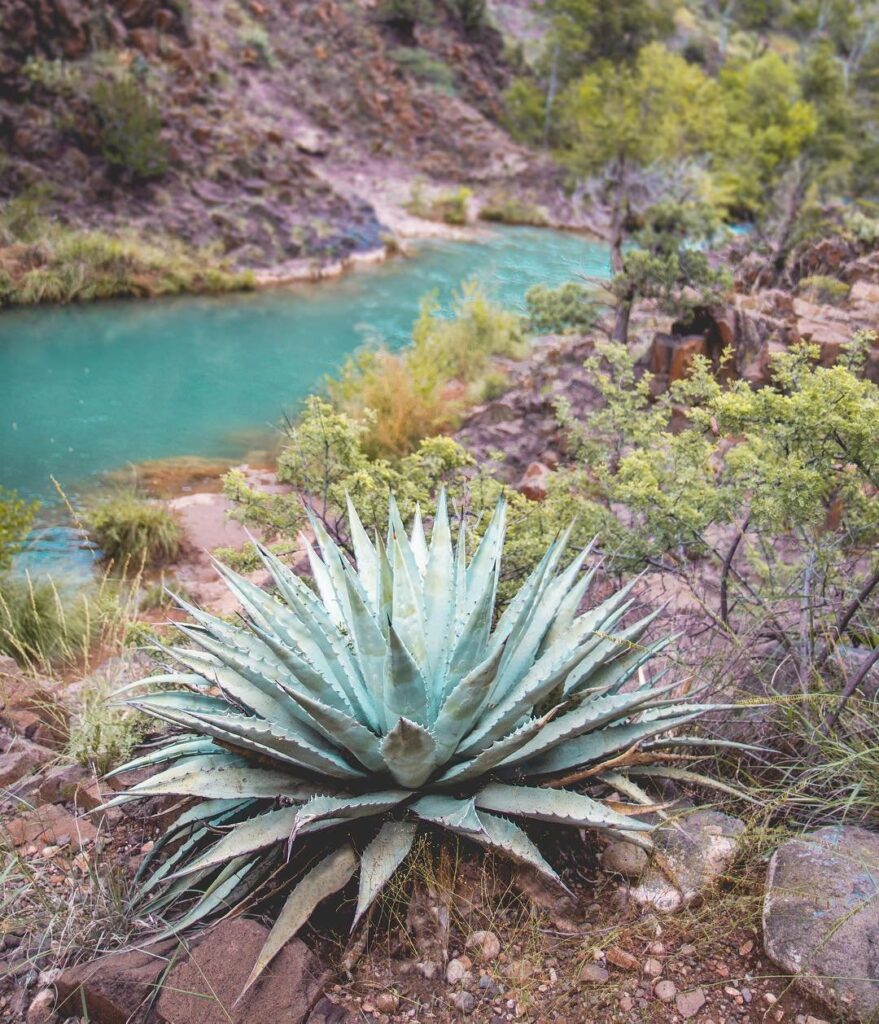 Yes, the water really is that blue at fossil creek! (just a little enhanced with editing here✨) Calcium carbonate gives the water it’s beautiful color.